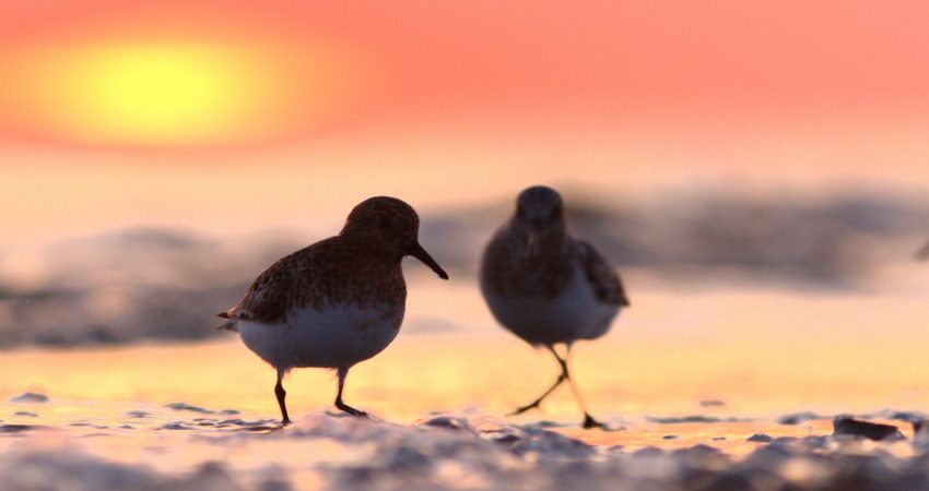 Sanderling_Sonnenuntergang_Trischen_Benjamin_Gnep Sanderling_Sonnenuntergang_Trischen_Benjamin_Gnep