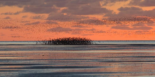 Vogelschwarm_Watt_Abendstimmung_Griend_Niederlande_Benjamin_Gnep
