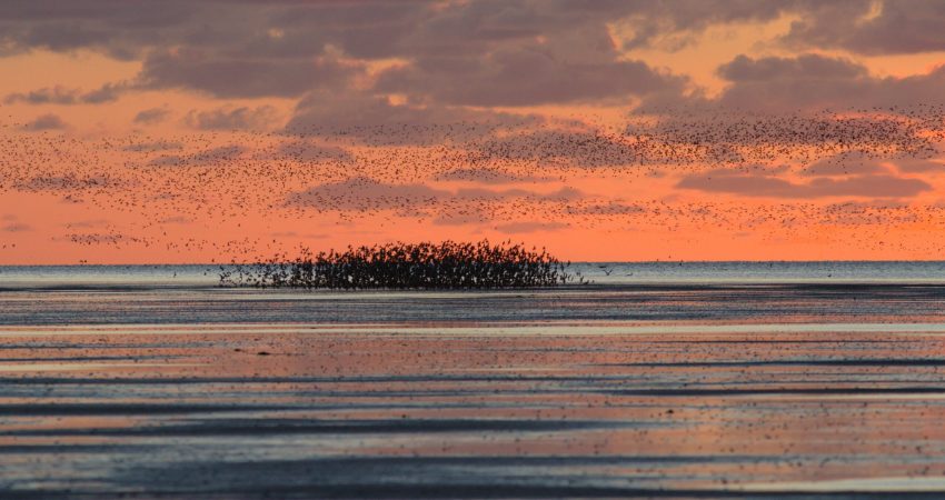 Vogelschwarm_Watt_Abendstimmung_Griend_Niederlande_Benjamin_Gnep